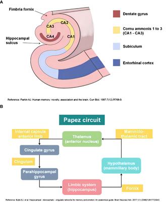 Insights into the structure and function of the hippocampus: implications for the pathophysiology and treatment of autism spectrum disorder